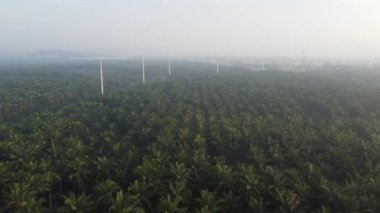 Hava manzarası, palmiye ağaçlarının üzerinde elektrik direğiyle uçuyor.