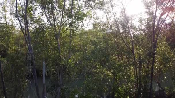 日当たりの良い光の中で空中上昇ビューマングローブの木 — ストック動画