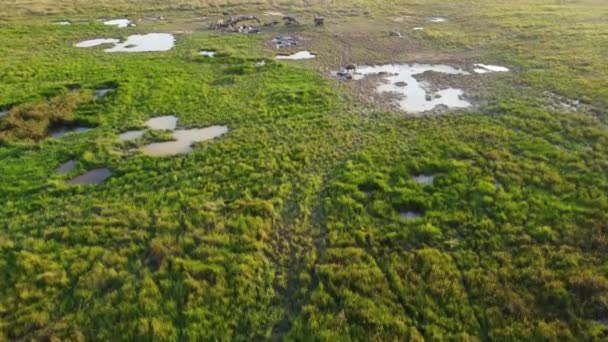 Feuchtgebiet Aus Der Luft Malaysia Büffel Weiden Hier Gras Und — Stockvideo