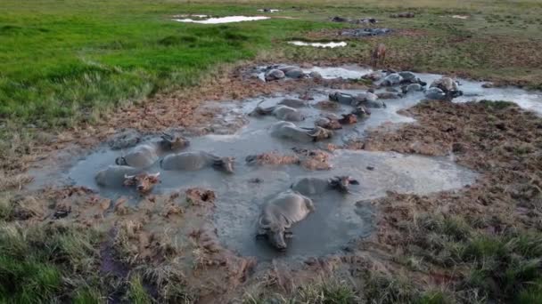 泥水中的水牛群 — 图库视频影像