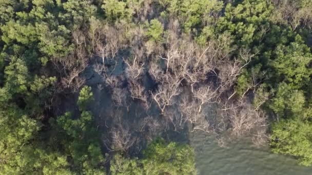 空中的景色向前看 俯瞰海滨干枯的光秃秃的红树林 — 图库视频影像