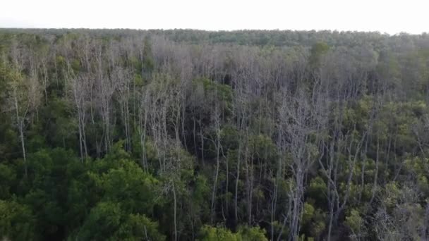 Légi Légy Felett Száraz Mangrove Erdőben — Stock videók