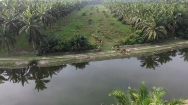 İneklerden oluşan hava manzaralı bir grup ve palmiye ağacının yanında beyaz balıkçıl kuşu.