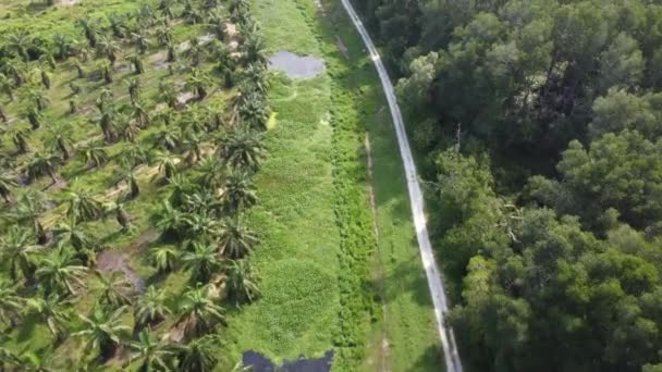 Vue Aérienne Sur Petit Chemin Entre Plantation Palmiers Huile Forêt — Video