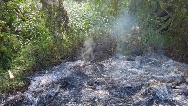 Llama Fuego Arde Sobre Hierba Selva — Vídeo de stock
