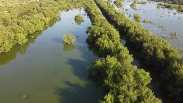 Malezya Nın Hava Manzaralı Mangrov Bataklığı — Stok video