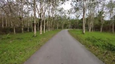 Gimbal, asfalt yolda iki tarafında kauçuk ağaçla atış yapıyor.