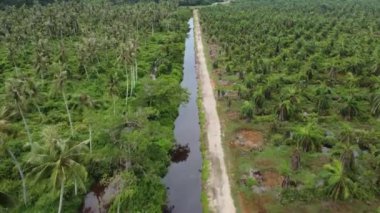 Hindistan cevizi ve yağ palmiyesi tarlaları üzerinde uçan hava manzarası