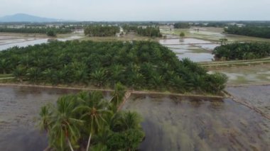 Sungai Acheh, Penang 'daki çeltik tarlasının yakınındaki petrol palmiye tarlasının üzerinden uçuyorlar..