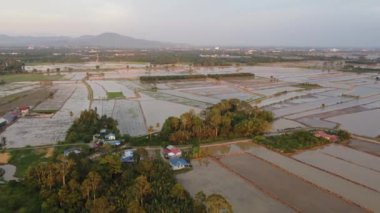 Sungai Acheh, Penang 'daki Malezya doğal çeltik tarlasına hava manzaralı akşam gün batımı..