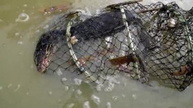 Kertenkeleyi kazara yengeç tuzağında yüzerken görüntüle