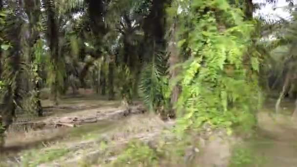 Palmölplantage Blick — Stockvideo