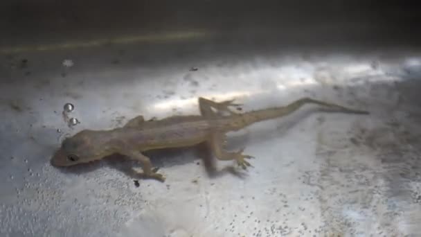 Gecko Casa Comum Água Lavatório Sujo Pia Alumínio — Vídeo de Stock