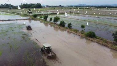 Çiftçi çeltik tarlasını traktörlerle işliyor. Beyaz balıkçıl kuşları uçar.