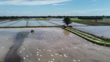 Güneşli bir günde çeltik tarlasında beyaz balıkçıllar uçar.