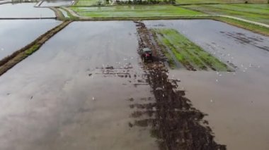 Beyaz kuşlu traktörler çeltik tarlasında