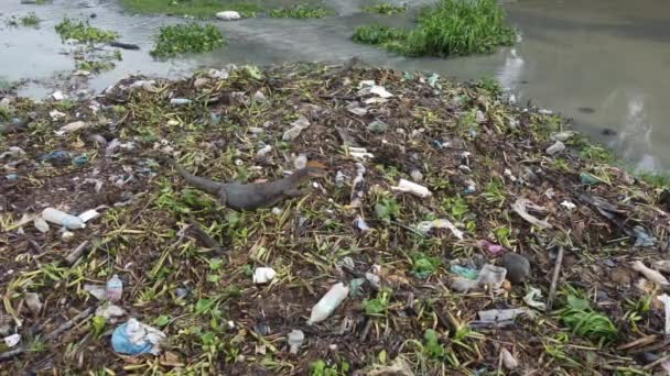Monitor Lagarto Olhar Para Comida Pilha Lixo Margem Rio — Vídeo de Stock