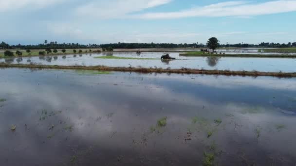 Flyga Över Reflexion Paddyfält Plöjningssäsongen — Stockvideo