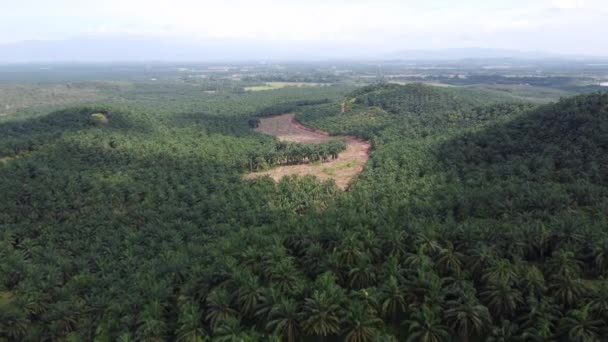 空中飞越山坡上的油棕榈农场 向棕榈树的土地清理方向飞去 — 图库视频影像