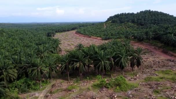 Aerial View Land Clearing Happen Oil Palm Farm Malaysia — Vídeos de Stock