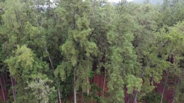 Вид Воздуха Сосновый Лес Кедах Малайзия — стоковое видео