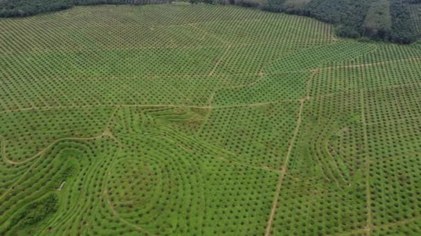 말레이시아에 재식목을 기름야자 상공을 미끄러지듯 날아가는 비행기 — 비디오