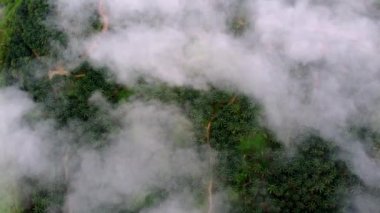 Sabahın erken saatlerinde Malezya 'nın yeşil, yemyeşil, bereketli palmiye çiftliği üzerinde kuş bakışı bulutlar