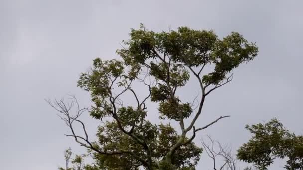 Selama Daun Pohon Bergerak Lembut Selama Hari Hujan — Stok Video