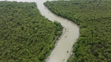 Nehrin aşağısında Perak, Malezya 'daki nehir kıyısında mangrov ağacı yetişiyor.