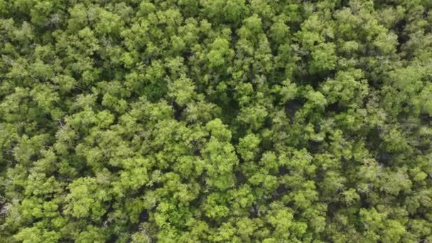 Aerea Vista Superiore Proprio Paesaggio Verde Foresta Mangrovie Malesia — Video Stock