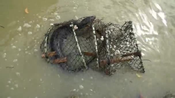 困在螃蟹陷阱里的蜥蜴监测员挣扎着逃跑 — 图库视频影像
