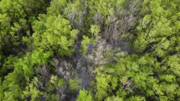 Vista Aerea Guardare Giù Nudo Senza Foglie Nella Foresta Verde — Video Stock