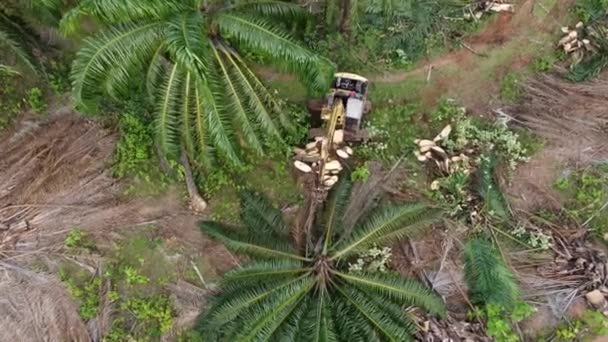 Havadan Aşağı Bakan Kazıcı Palmiye Ağacını Kesti — Stok video