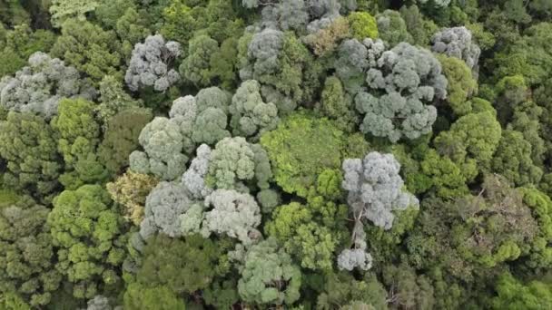 Aerial View Green Rainforest Day — Stock Video