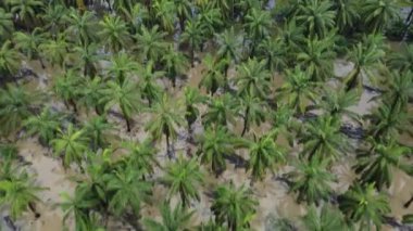 Sel suyunda yağlı palmiye ve hindistan cevizi ağacına bakın.