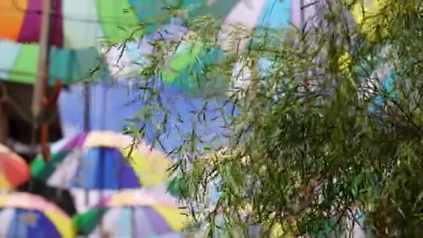 Селективный Фокус Зеленого Растения Размытым Фоном Красочного Зонтика Концепция Уличного — стоковое видео