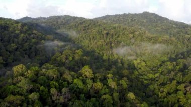 Malezya yağmur ormanları üzerinde hava bulutu sabahı