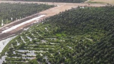 Malezya 'daki petrol palmiyesi plantasyonunda hava manzaralı arazi temizleme etkinliği gerçekleştirildi