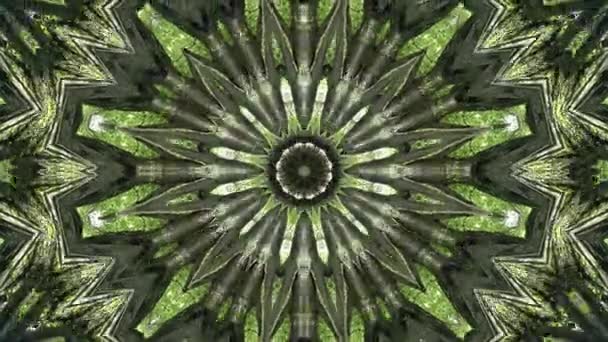 Circular Pattern Green Plant Animation Kaleidoscopic — Stock Video