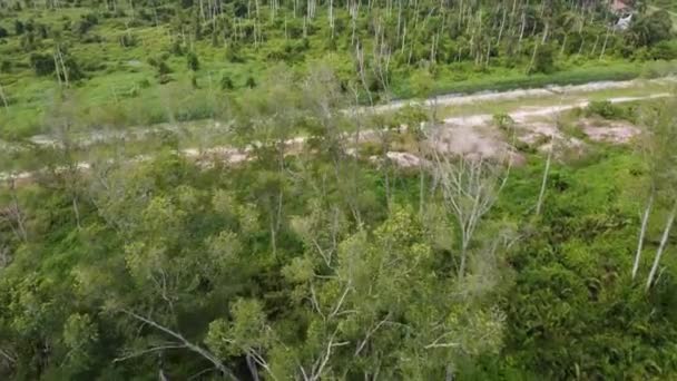 Luchtfoto Vliegen Richting Kokosplantage Het Platteland — Stockvideo