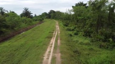Maymunlar yoldayken kırsal yolda yürü