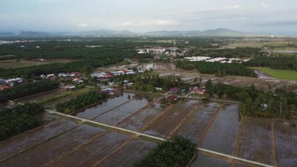 Drone View Plantation Malays Kampung Sungai Chenaam Penang — Stockvideo