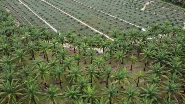 Vista Aérea Palmeira Óleo Jovem Velha Plantação — Vídeo de Stock