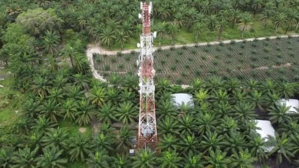 Vue Aérienne Tour Télécommunication Campagne Plantation Palmiers Huile — Video