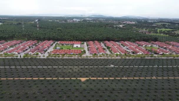 Aerial Sliding Suburban Residential Area Pineapple Farm — стоковое видео