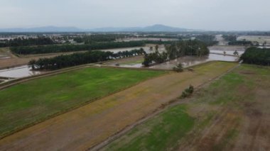 Malezya 'daki çeltik tarlasında çalışan hava izleme traktörü