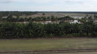 Tarım mevsiminde çeltik tarlası havası