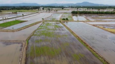 Malezya 'da tarım mevsiminde havadan görünüşlü pirinç tarlası