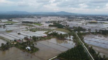 Hava manzaralı Malays kampung, çeltik tarlası, Malezya 'da palmiye ağacı.