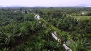 Nehir kenarındaki hava manzaralı palmiye tarlası